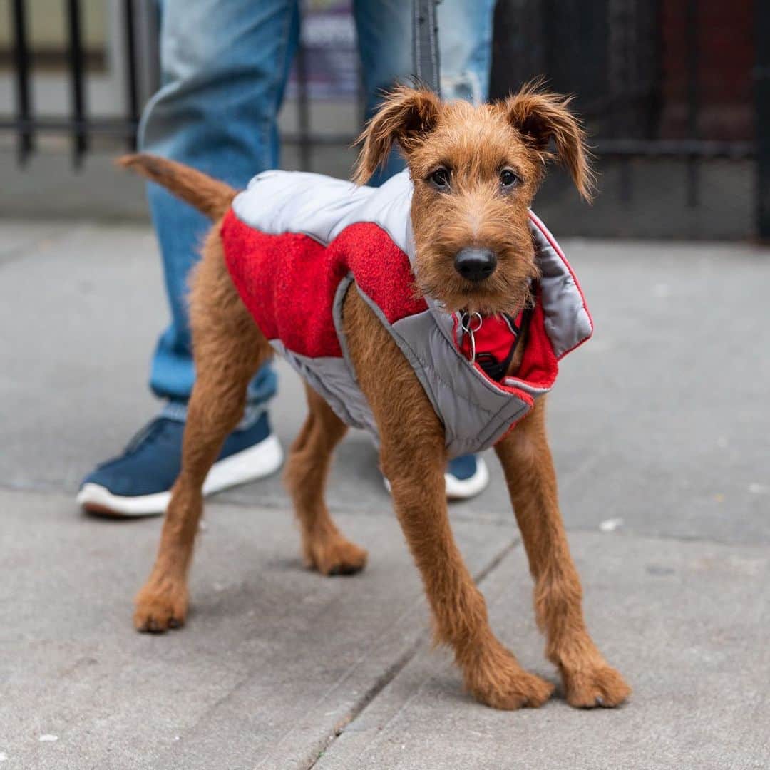 The Dogistさんのインスタグラム写真 - (The DogistInstagram)「Ragnar, Irish Terrier (5 m/o), 46th & 10th Ave., New York, NY • “He’s happy dogs are back in the White House. He’s being treated for giardia but has no idea that he’s not well. He imagines that the largest dogs want to play with him – he gets along very well with a Doberman. We’re told when he barks he has a message he wants us to understand.”」1月30日 9時29分 - thedogist