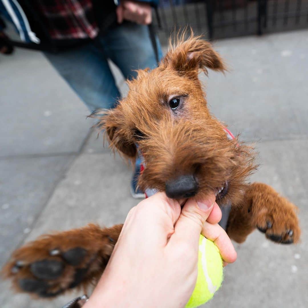 The Dogistさんのインスタグラム写真 - (The DogistInstagram)「Ragnar, Irish Terrier (5 m/o), 46th & 10th Ave., New York, NY • “He’s happy dogs are back in the White House. He’s being treated for giardia but has no idea that he’s not well. He imagines that the largest dogs want to play with him – he gets along very well with a Doberman. We’re told when he barks he has a message he wants us to understand.”」1月30日 9時29分 - thedogist