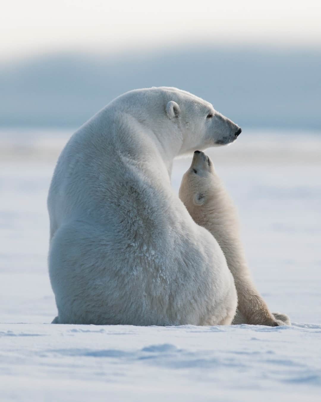 アメリカ内務省さんのインスタグラム写真 - (アメリカ内務省Instagram)「“Lois, Lois, Lois, Lois, Lois, mom, mom, mom, mommy, mommy, mommy, mama, mama, mama, ma, ma, ma, ma, mum, mum, mum, mum, mommy, mommy, mama, mama, mama!" – Stewie Griffin  We hope you’re able to spend some quality time with a loved one this weekend! Photo of polar bears in Arctic National Wildlife Refuge, #Alaska by Gregory Teller (ShareTheExperience.org). #usinterior #NationalWildlifeRefuge」1月30日 10時00分 - usinterior
