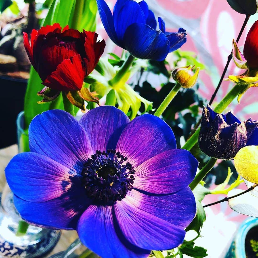 白珠イチゴのインスタグラム：「アネモネ、とか。  #アネモネ #花 #🌸  #花のある暮らし  #花のある生活  #お花のある暮らし  #Flower #flowers」