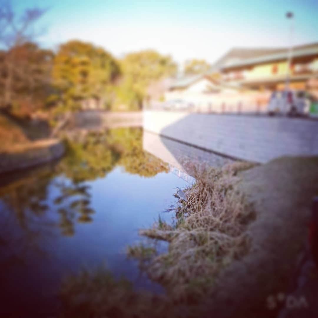 のインスタグラム：「。 ｢君は今何を見つめているの…｣ 10分程粘ってみたものの彼は 全く微動だにせず…  そこで気付くのだ。 ｢俺は今何をしているの…｣ (^-^)  今日も一日、たわいも無い事を 真剣に考える、、贅沢な1日で ありますよーに(^ ^) ～人生遊歩道～」