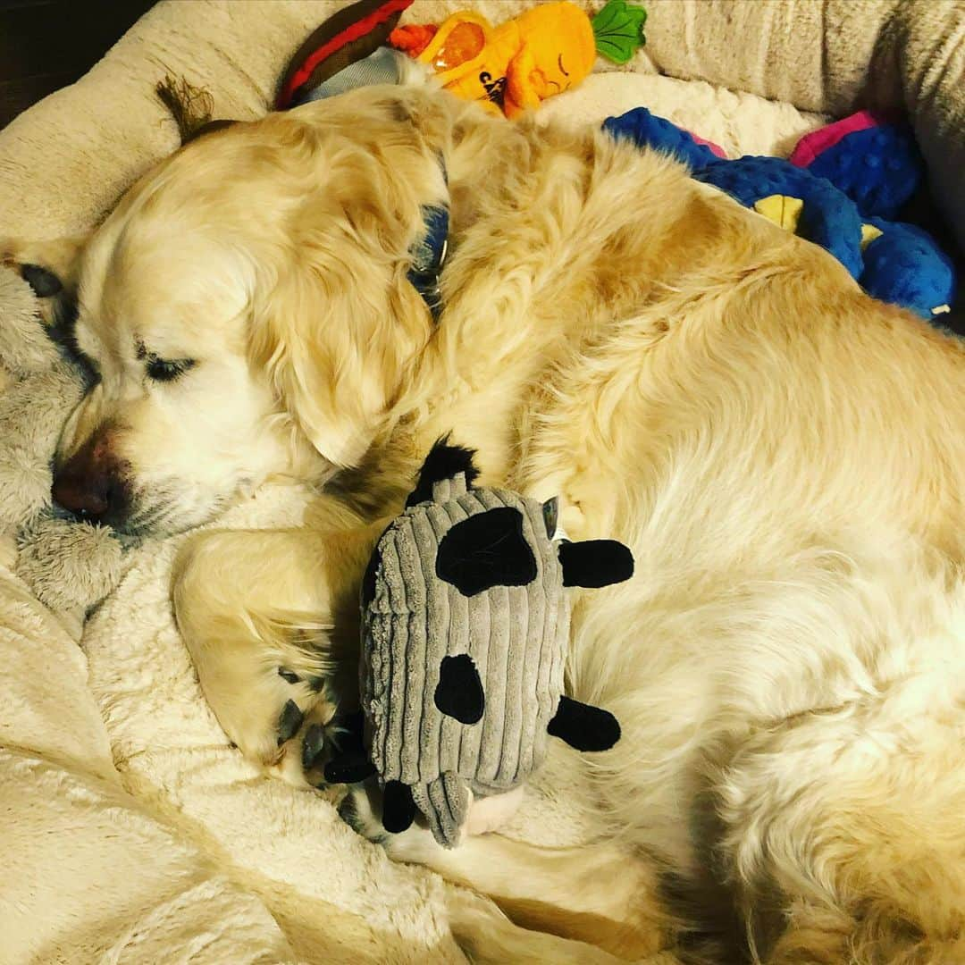 ジェフリー・バトルさんのインスタグラム写真 - (ジェフリー・バトルInstagram)「Snuggled up with all my stuffed friends! #cooperthedog #dogsofinstagram #dogs #goldenretriever」1月30日 10時23分 - j_butt