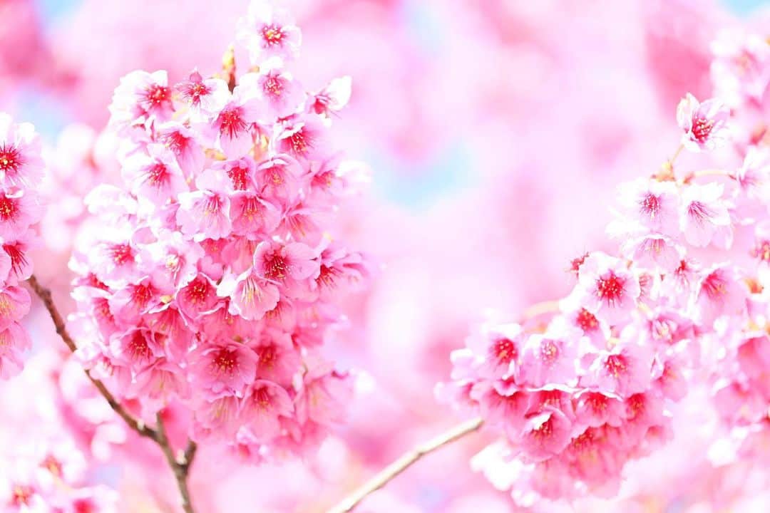 kiccyomuのインスタグラム：「☀️ 2021.01.30 Sat #心に花を 去年のストックから😊 #寒緋桜 そろそろ開花？ 楽しみのはずの春の花々🌸 お預けは、いつまで？  春、近し😊 週末…今日も元気に🤗  location #東京 #荏原神社 ⛩ 📷撮影 2020年02月」