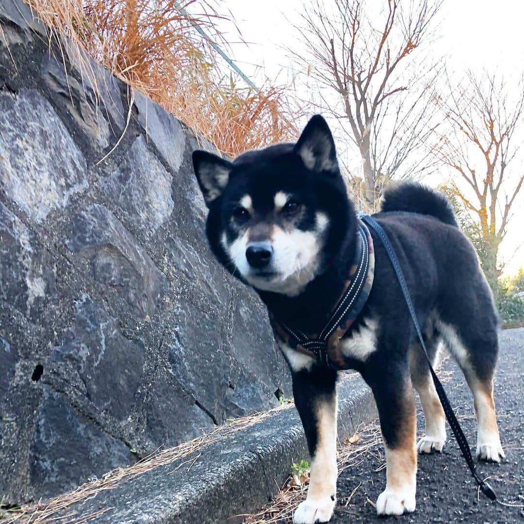 小川博永さんのインスタグラム写真 - (小川博永Instagram)「今朝は冷えますな。  #今朝まる #ししまる #dog #dogs #柴犬 #黒柴」1月30日 10時55分 - ogawahironaga