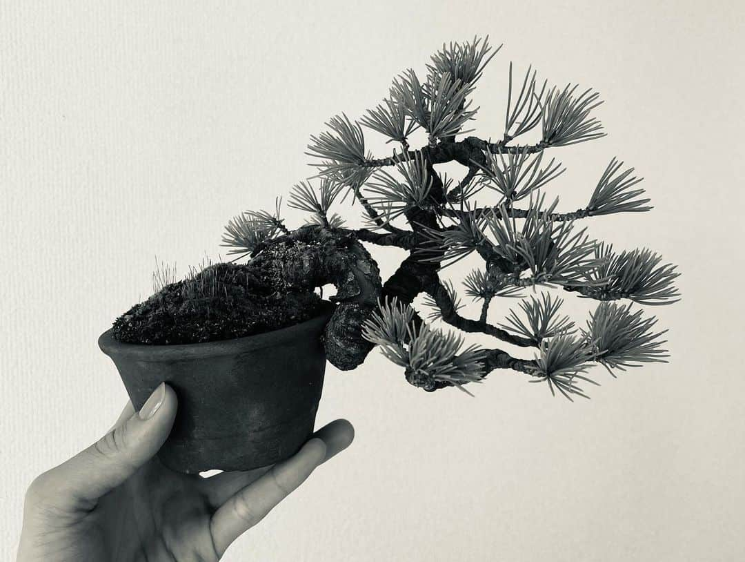 黒田エイミさんのインスタグラム写真 - (黒田エイミInstagram)「Thank you so much @yusukehamamoto  san for the good time and this super cool BONSAI🙏🙏🙏 濱本さんの盆栽、家宝にします🙏🌟」1月30日 11時18分 - eimikuroda_official