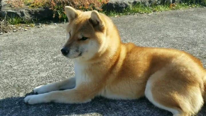 柴犬たま Shibainu Tamaのインスタグラム