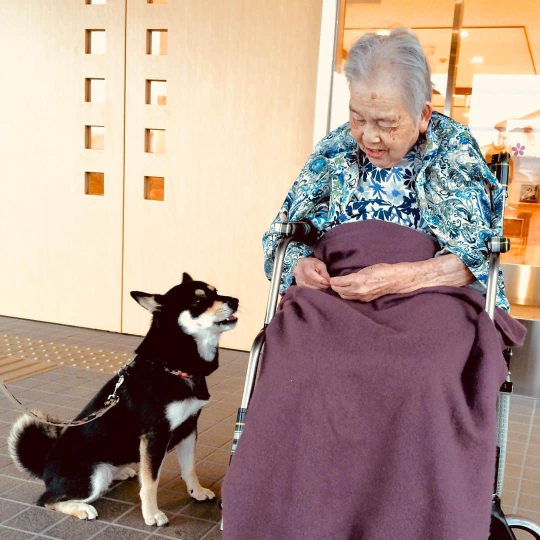 vo_coのインスタグラム：「🧓🏼🐶 こたちゃんがよくセラピードッグをしに行ってた祖母が先週亡くなりました 94歳の大往生です 木曜に身内だけでお別れをしましたが、火葬場に着いた瞬間にポツポツと涙雨が降り始め、全て終わって焼き場を出るときには大粒の雪になってるという中々の劇的な展開でした 最後は施設と入院を行ったり来たりしてたしコロナの影響で昨年の正月以来会うことはできなかったけど、最後は孫や曾孫に囲まれて見送ることができてよかったです お疲れ様でした！」