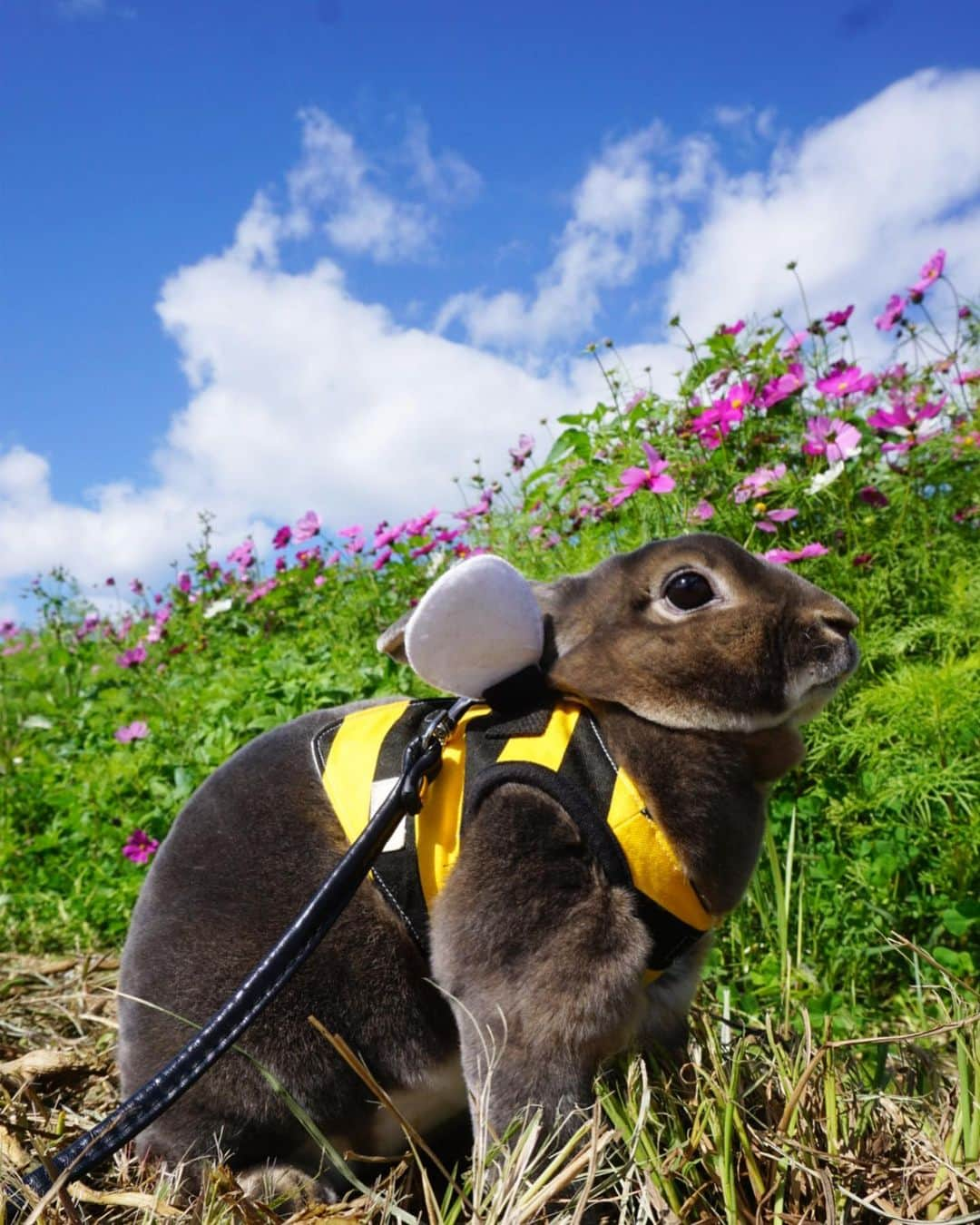 Kayoのインスタグラム：「💙青空と秋桜と蜂🐝 週末晴れてくれるだけで嬉し♪ 寒緋桜もモリモリ咲いてきてる✨✨ ・ ・ kiss📷入院してるからミラーレスで撮ってみたけど使い方分からなーい🏳」