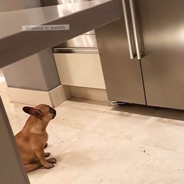 French Bulldogのインスタグラム