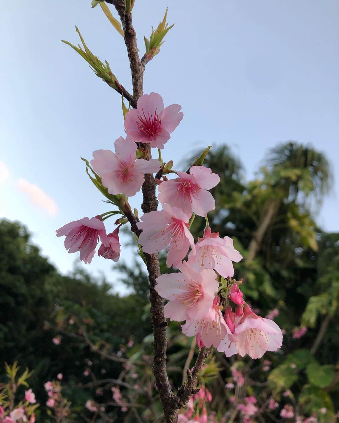 上原彩子のインスタグラム：「沖縄の緋寒桜、綺麗に咲いてます。 沖縄の桜は、本州の桜とは違い気温が下がり寒くなったら桜が咲きはじめます。  #緋寒桜 #寒緋桜 #桜 #沖縄 #綺麗」