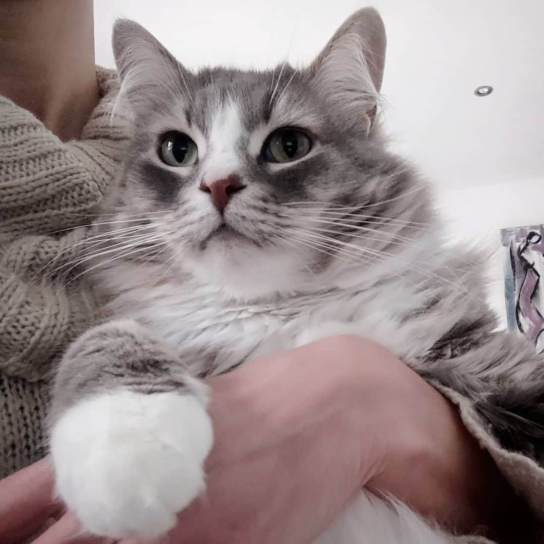 Nila & Miloのインスタグラム：「I'm not afraid to admit that I'm a lap kitty. 😻 #lapcat #Caturday #lapkitty #kat」