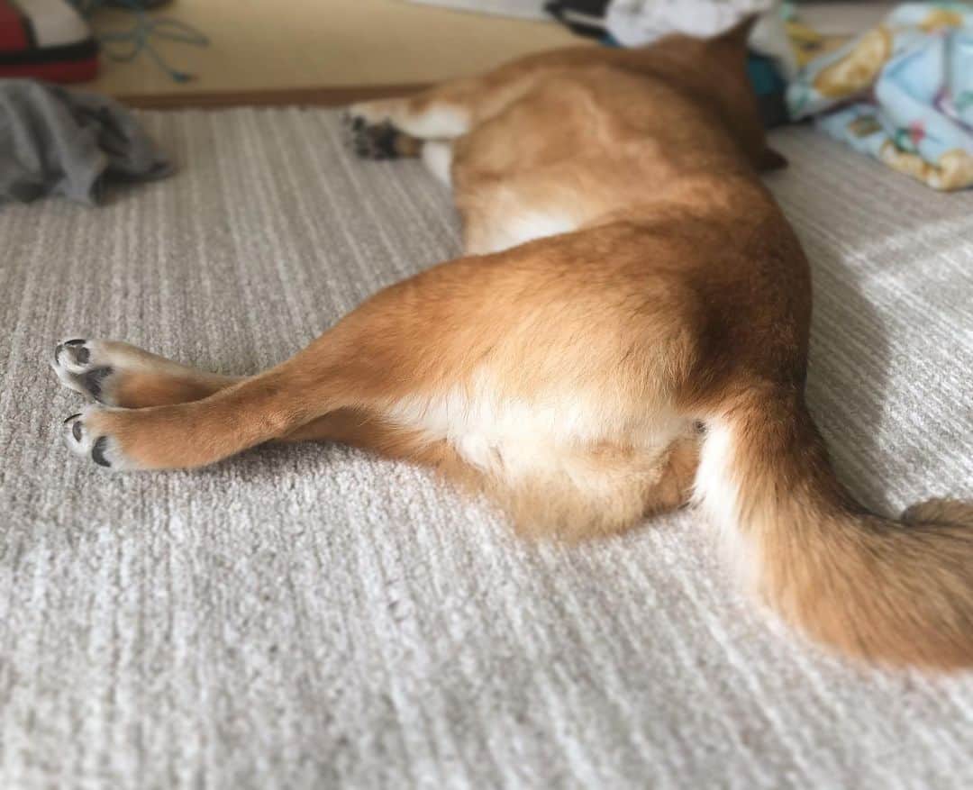 柴犬はなこ Shibainu Hanakoのインスタグラム：「クロス🤞☺️ #shiba #dog #shibainu #犬 #柴犬」