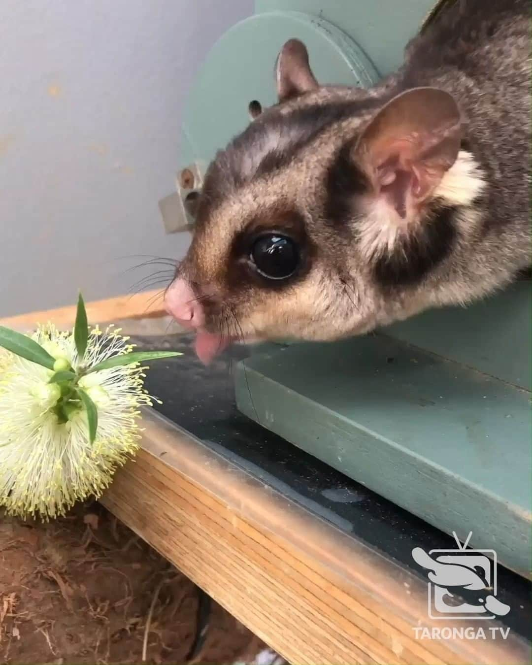 タロンガ動物園のインスタグラム