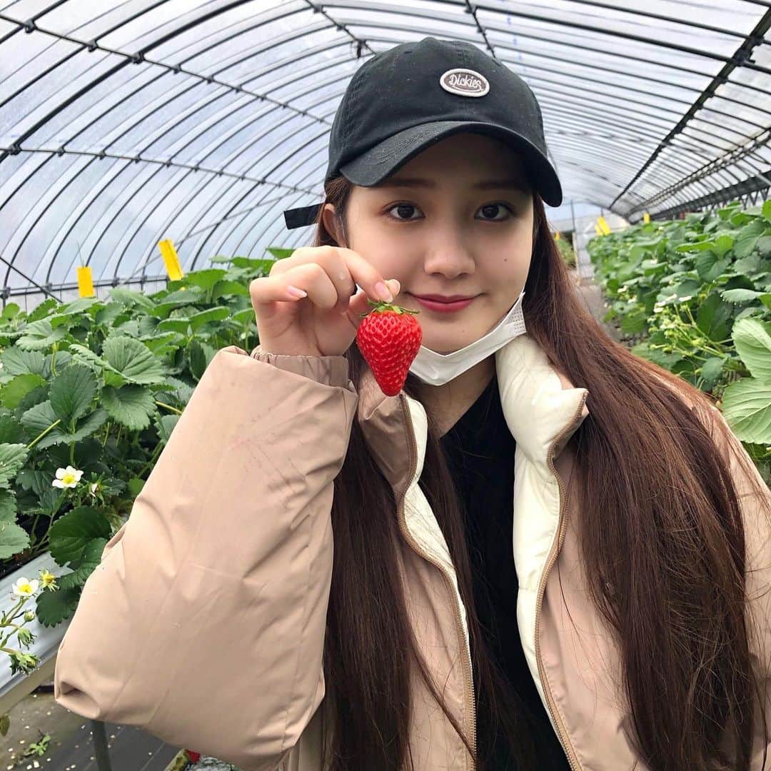 のインスタグラム：「家族でいちご狩り🍓 #いちご」