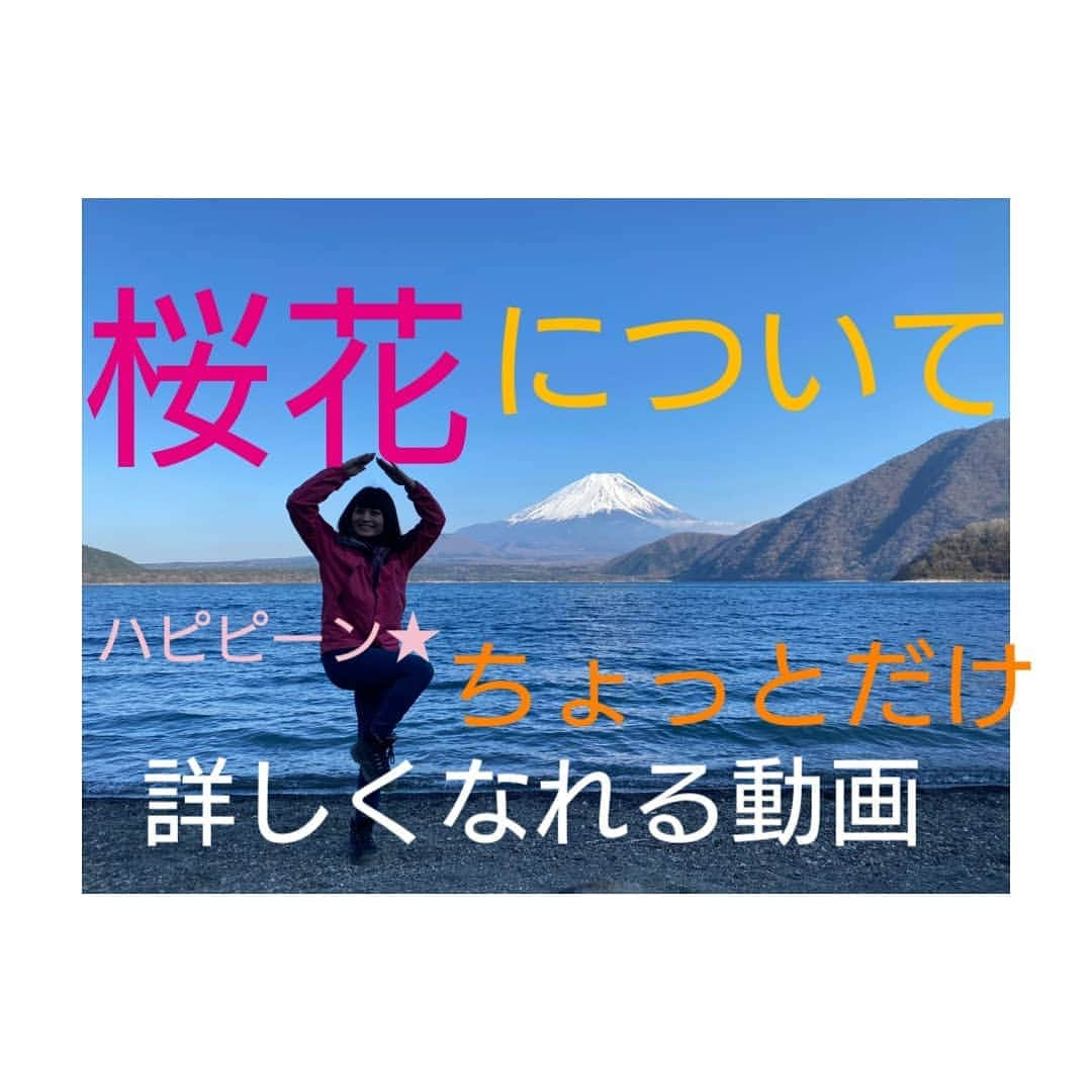 桜花さんのインスタグラム写真 - (桜花Instagram)「桜花についてちょっとだけ詳しくなれる動画を アップしました✨！  本当にちょっと詳しくなれます✨＼(^^)／笑  プロフィールからとべます🌷✨  ぜひごらんください🍀  もうすぐ千人なのでスマホからYouTubeライブができるらしく楽しみです🐱🌷  皆さんぜひ登録してください✨ (再生時間が越えてないので収益化はまだ先まだです、頑張りマウンテン🐱🌷)  宜しくお願いしマウンテン〜🗻🍀  #YouTube  #山  #山登り #山登り大好き芸人 #ハピピーン」1月30日 14時27分 - mountainohka