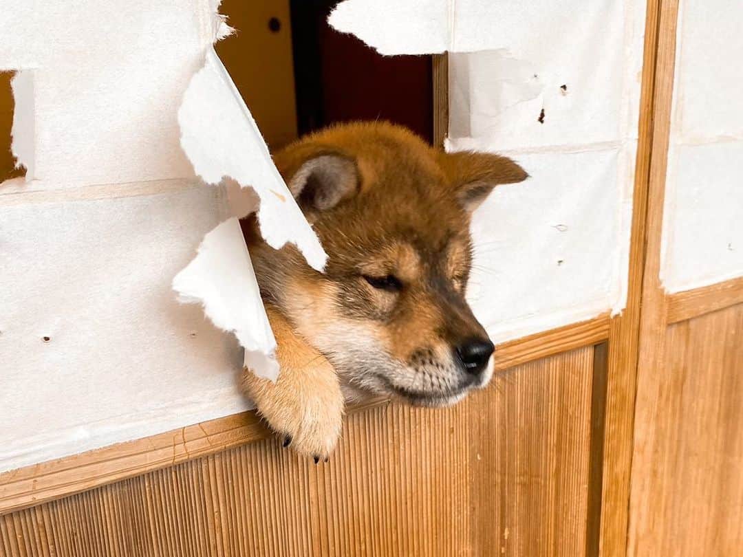 天才！志村どうぶつ園さんのインスタグラム写真 - (天才！志村どうぶつ園Instagram)「破けた障子の穴から、今にも飛び出しそうな四国犬のタッチ‼️ 早くお外で遊びたいね☀️🐶 #みんなのどうぶつ園 #みんどう #らぶどう #日本犬 #四国犬 #Japanesedog #Japan #shikokudog #shikokuinu」1月30日 15時00分 - minnano_zoo_ntv
