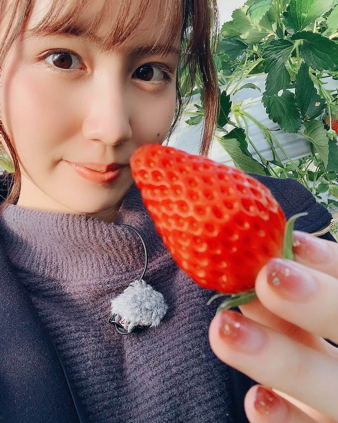 西村菜那子さんのインスタグラム写真 - (西村菜那子Instagram)「あんずの里アグリパークにていちご狩り😌  2枚目は、、おっきいいちごを探すことに余念がないのがひしひしと伝わる写真、、、😳（笑）  #千曲市」1月30日 15時53分 - nanako_nishimura