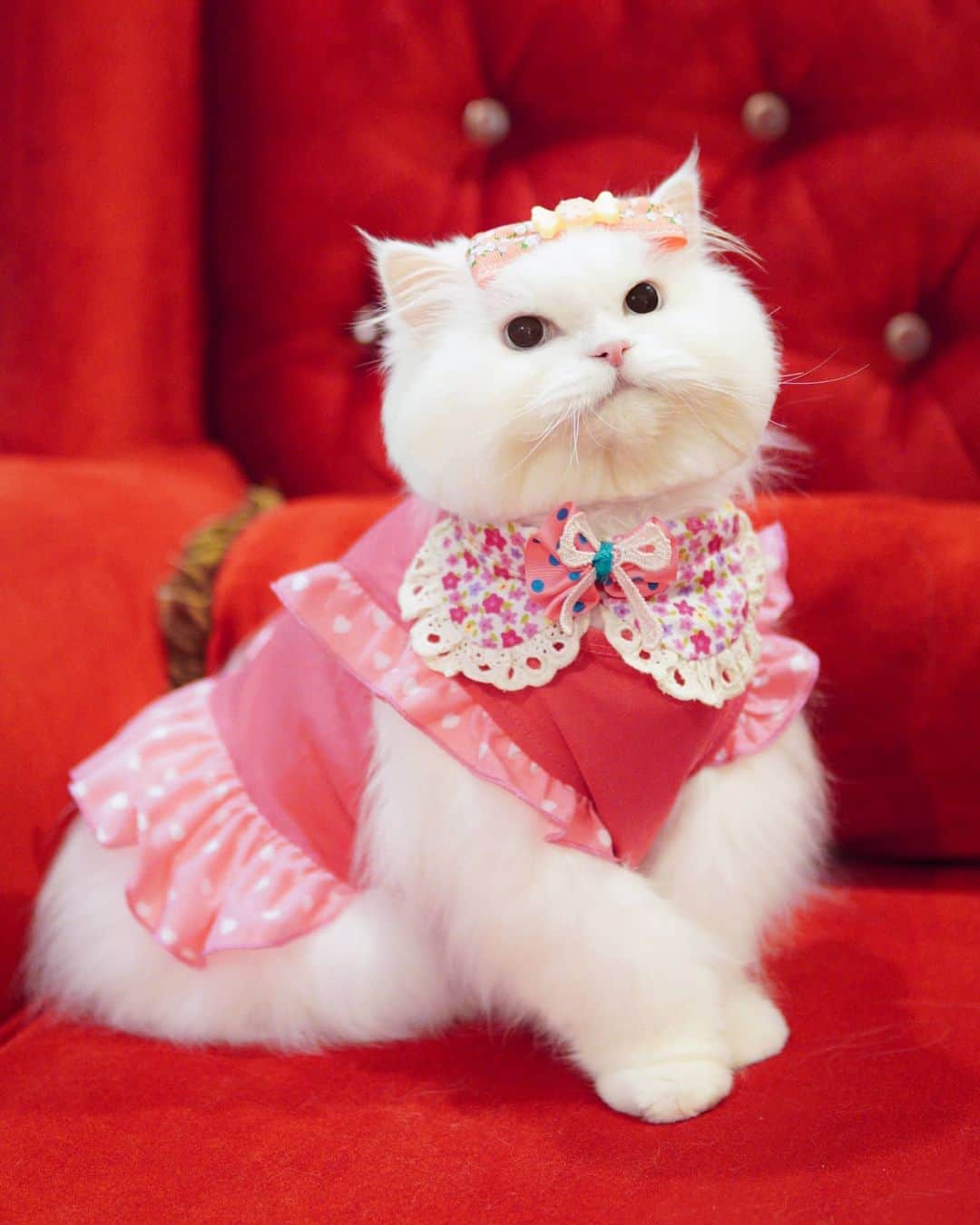 Kenshin & Chloeyのインスタグラム：「All dressed up but nowhere to go ☺💖 #caturdaycutie」