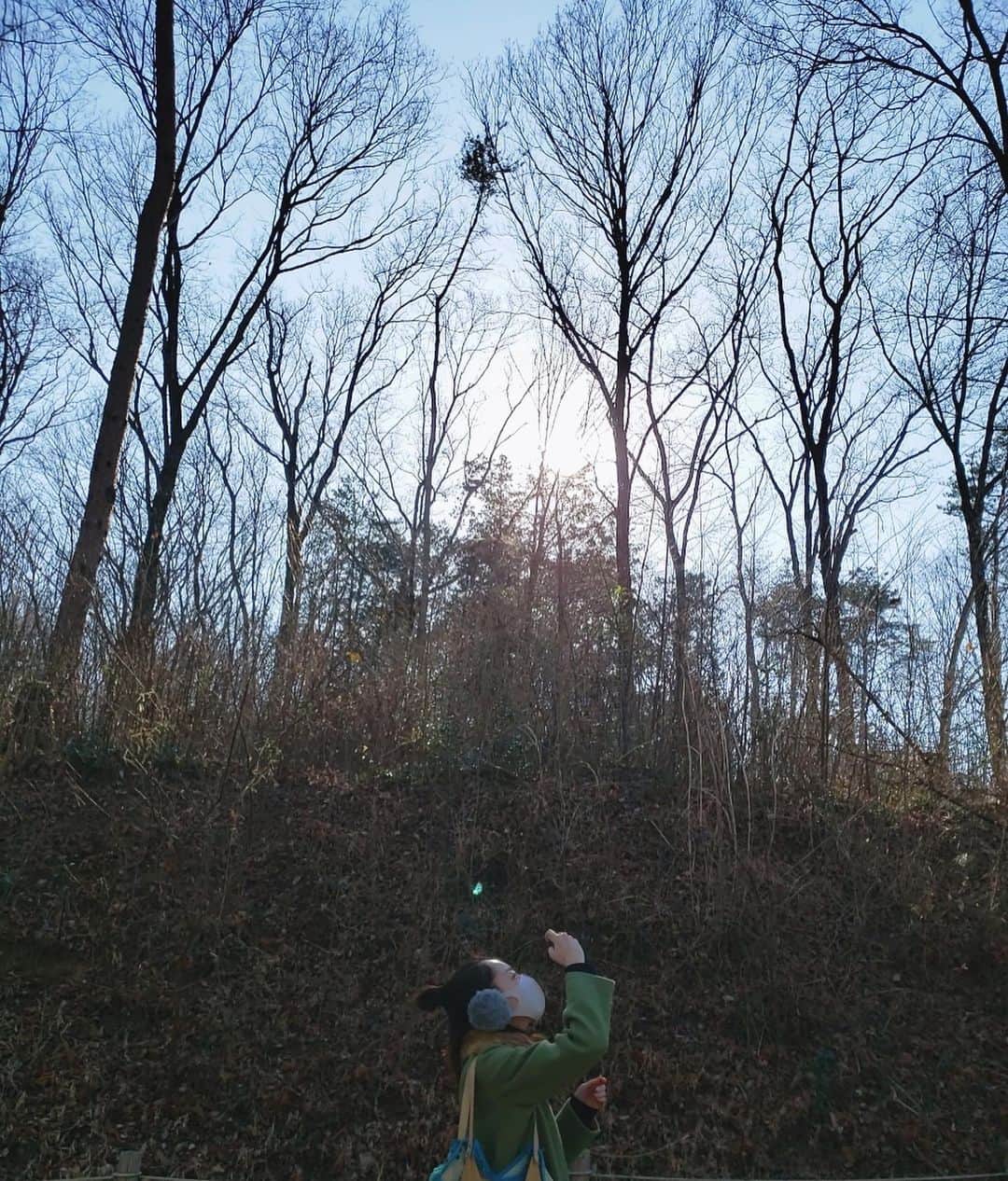 のインスタグラム：「🌲」