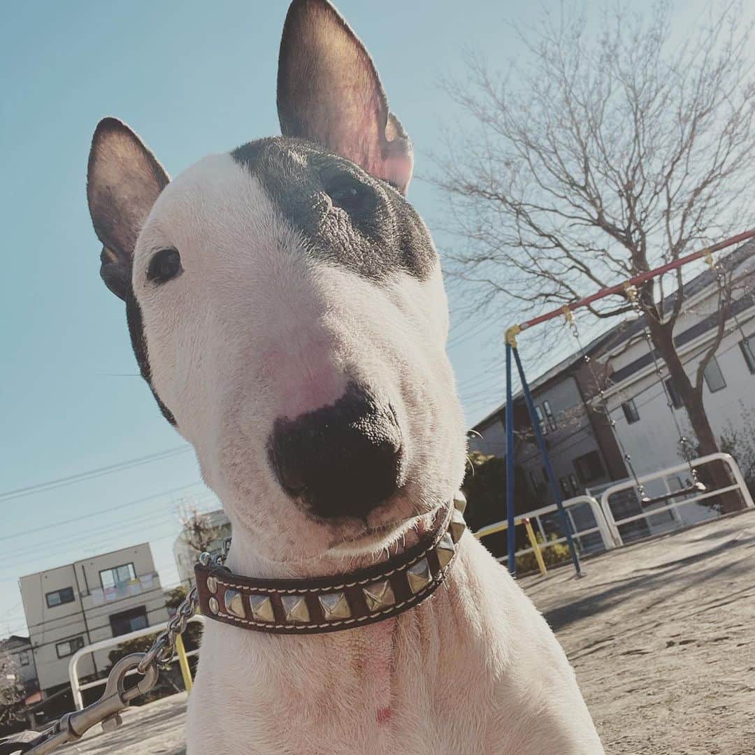 のインスタグラム：「#minituru#bull#terrier#minibullterrier#miniturubullterrier#dog#dogstagram#cute#qtaro#love#family#ミニチュア#ブルテリア#ミニチュアブルテリア#Q太郎」