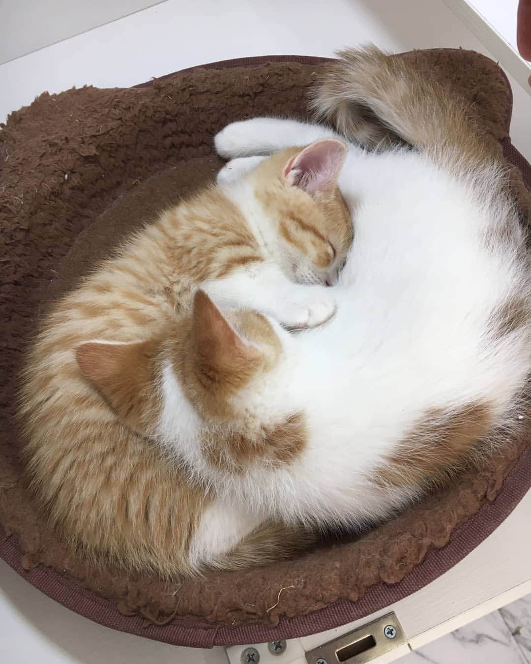マンチカン(munchkin)キャットファーム大谷さんのインスタグラム写真 - (マンチカン(munchkin)キャットファーム大谷Instagram)「猫おしくらまんじゅうだにゃ🐈💓 眠いのに起こさないでにゃ😭  #キャットファーム大谷#まんちかん#マンチカン#ネコ#こねこ#にゃんこ#猫ちゃん#ねこ部#ニャンスタグラム#猫#ねこ#子猫#モフモフ#モフモフねこ#ミヌエット#短足#ねこすたぐらむ#愛猫#かわいい#ふわもこ部#猫のいる暮らし#マンチカンブリーダー#ミヌエットブリーダー#cat#catsgram #catsofinstagram#instacat#picneko」1月30日 17時22分 - roytar222