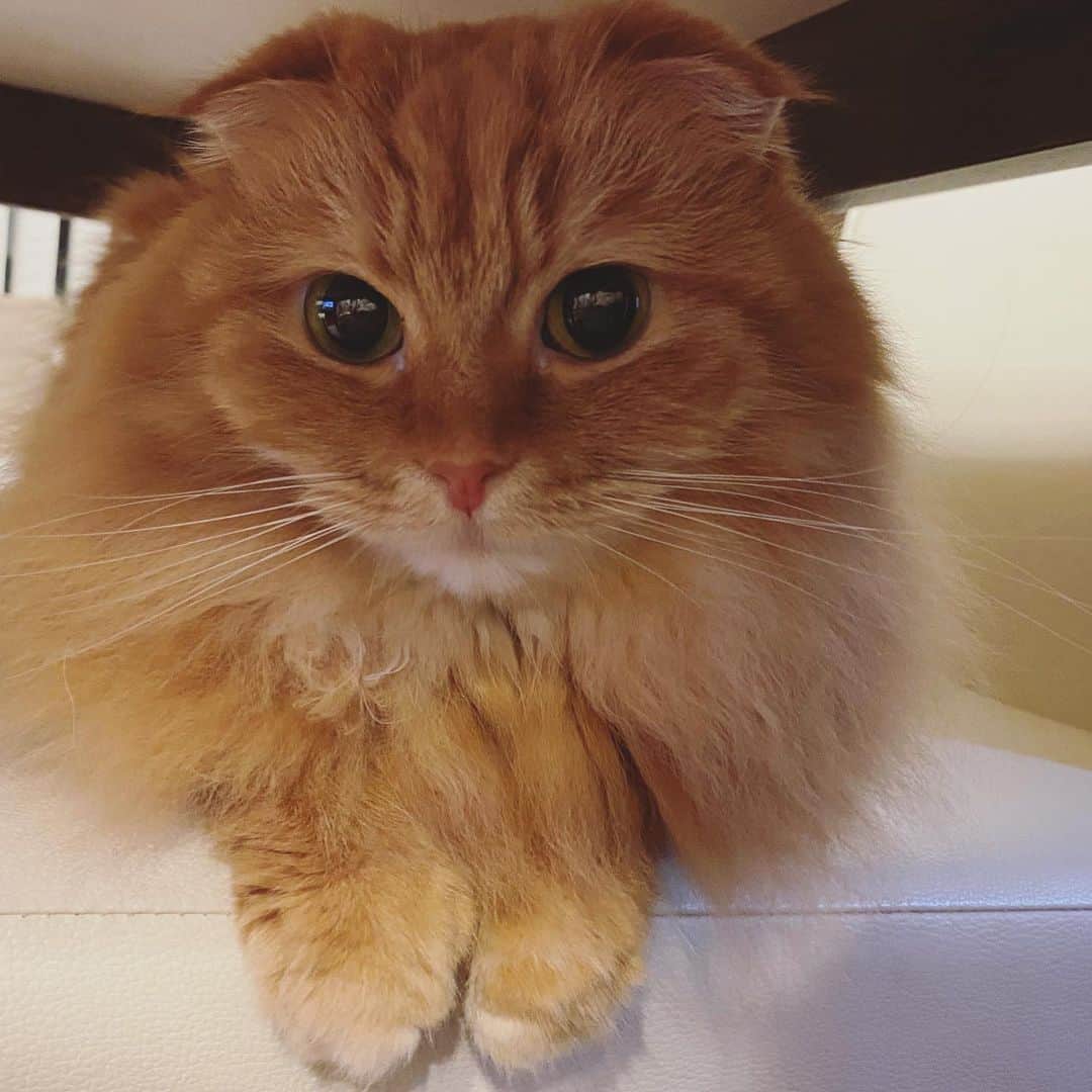 井上富美子さんのインスタグラム写真 - (井上富美子Instagram)「私がちょっと元気ないとき  敏感に察知して  そっと傍にいてくれる  先日は隣の椅子の上にちょこんと  お手手が可愛すぎる…  そして距離感が絶妙です  いつもありがとう😊  #ねこ #猫 #可愛い #愛しい #癒し #人の気持ちに敏感 #たまには弱る #今は元気になりました #大好き #いつもありがとう #cat #catstagram」1月30日 17時32分 - fumi_ino1222