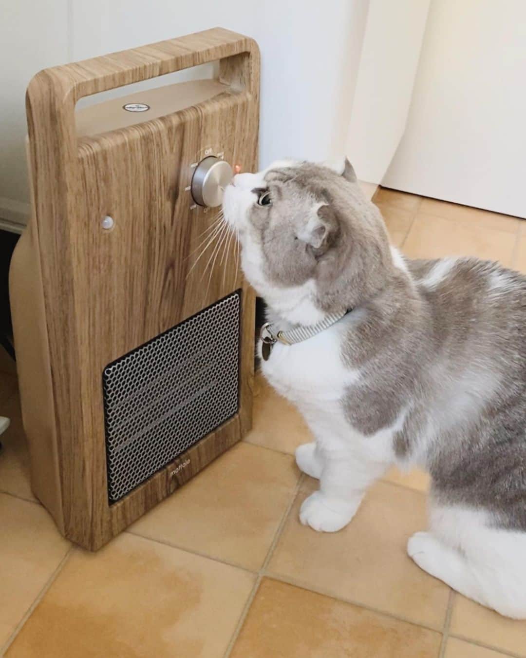 ohshima_moaのインスタグラム