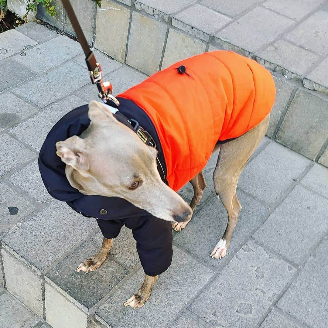 平井富子さんのインスタグラム写真 - (平井富子Instagram)「キャットストリートを少し越えたところで、お散歩中のイタリアングレーハウンドのソースケくん5才と遭遇❗  １時間以内に、イタリアングレーハウンド犬に２匹会うとは、、さすが表参道～  今日は、お散歩日和ですね❗」1月30日 18時09分 - enchantewithd