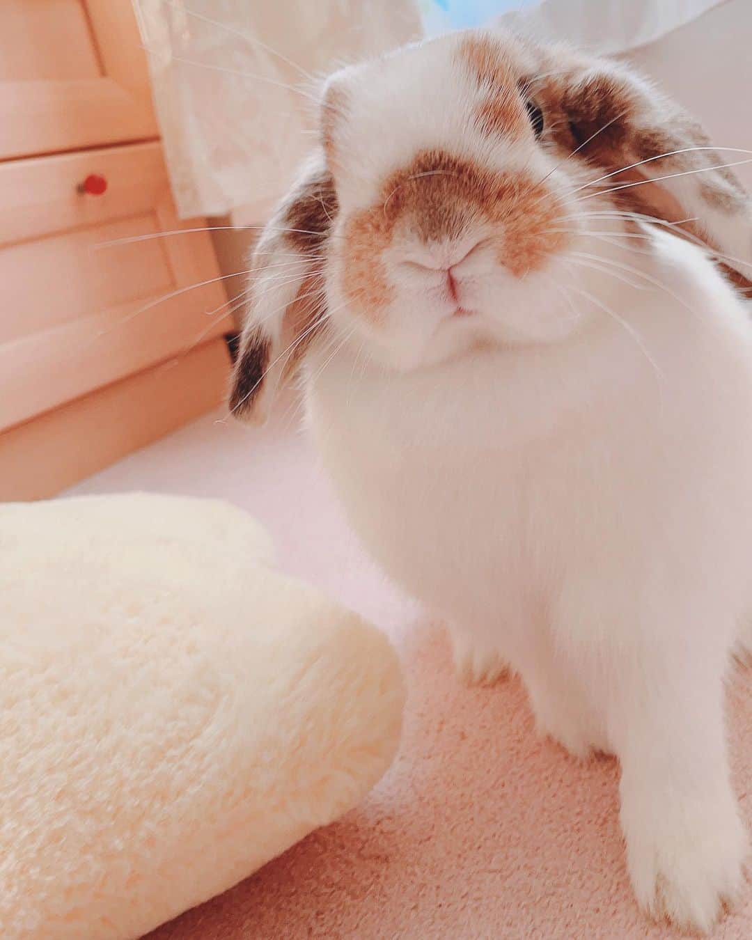 usagraphのインスタグラム：「脚の長さをアピるリンリン。 1枚目:理想 2枚目:現実😂 ＊ ＊ ＊ #うさぎ　#rabbit #bunny #アニマル写真部　＃instabunnies #igersjp  #tokyocameraclub #東京カメラ部  #bunnystagram  #うさぎ部 #ホーランドロップ #hollandlop  #ファインダー越しの私の世界  #myfujilove  #今日もx日和　＃cutepets」