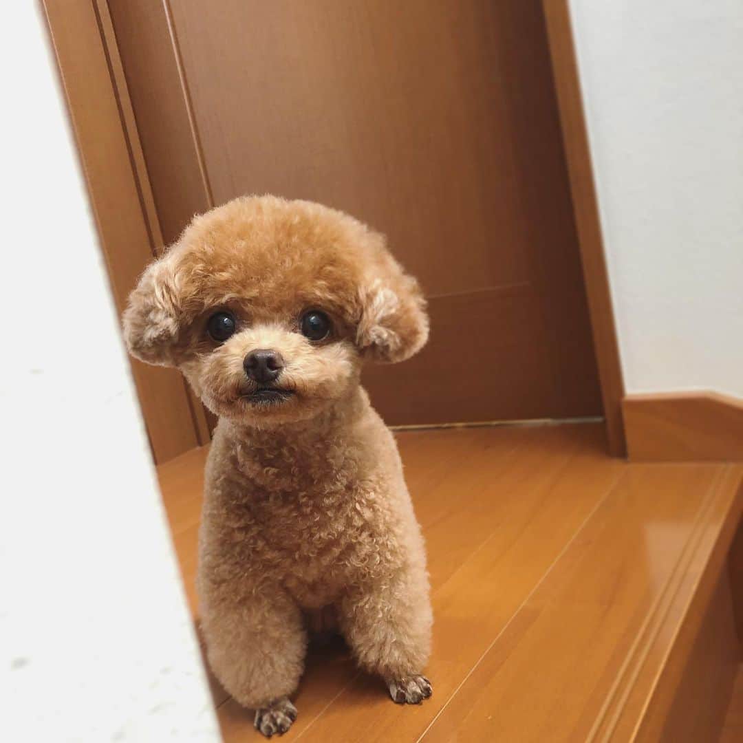 ふわのインスタグラム：「写真整理中に出てきた去年のふわ。 かわいいなぁ…もちろんいつもかわいいけど☺︎  #toypoodle#toypoodlegram#dogsofinstagram#instadog#doglover#doglife#dog#fuwamama#ふわもこのふわ#ふわ#トイプードル#ふわもこ部#犬バカ部#親バカ部#犬のいる暮らし#いぬすたぐらむ#写真整理中#去年のふわ#可愛すぎる」