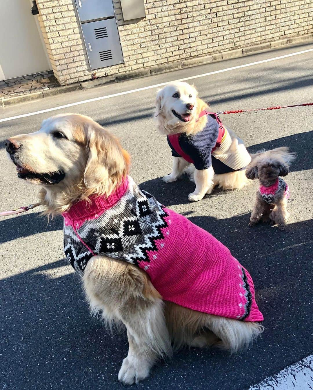 高橋ひとみさんのインスタグラム写真 - (高橋ひとみInstagram)「今日のお散歩🐾」1月30日 18時44分 - hitomi_momoe