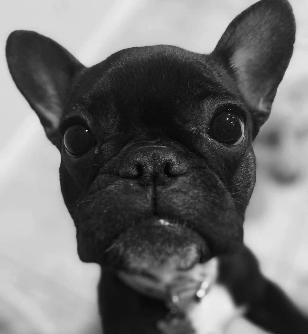 French Bulldogのインスタグラム