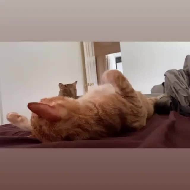 Aww Clubのインスタグラム