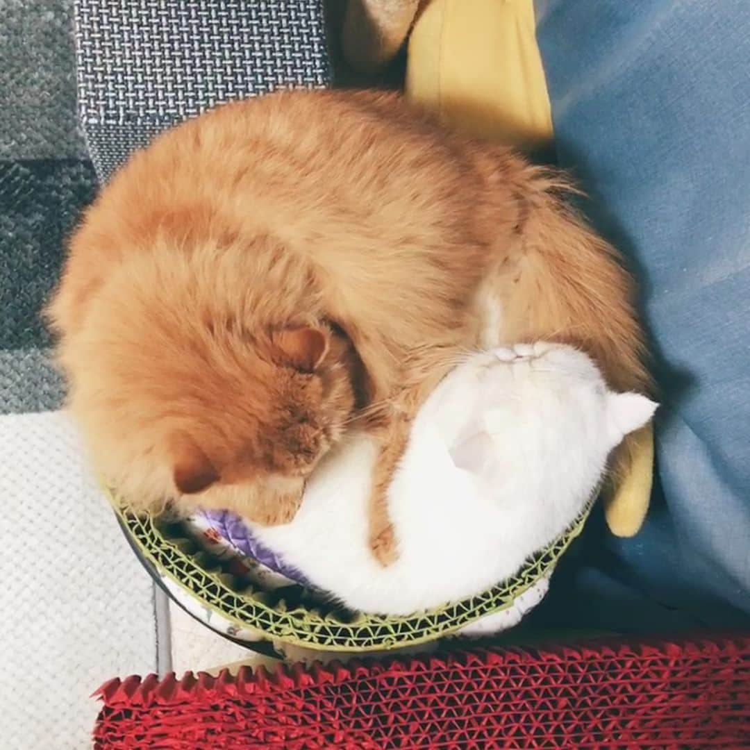 女将さんのインスタグラム写真 - (女将Instagram)「ULU&BUN 🍛  #ルー多め #カレーライス  #きな粉餅部屋 #ねこ#猫#猫団子#ねこのきもち#ねこのいる生活#ペコねこ部#エキゾチックショートヘア#エキゾチックロングヘア#cat#cats#catsofinstagram#catstagram#igersjp#ilovecat#ilovemycat」1月30日 19時04分 - kinako_mochicat