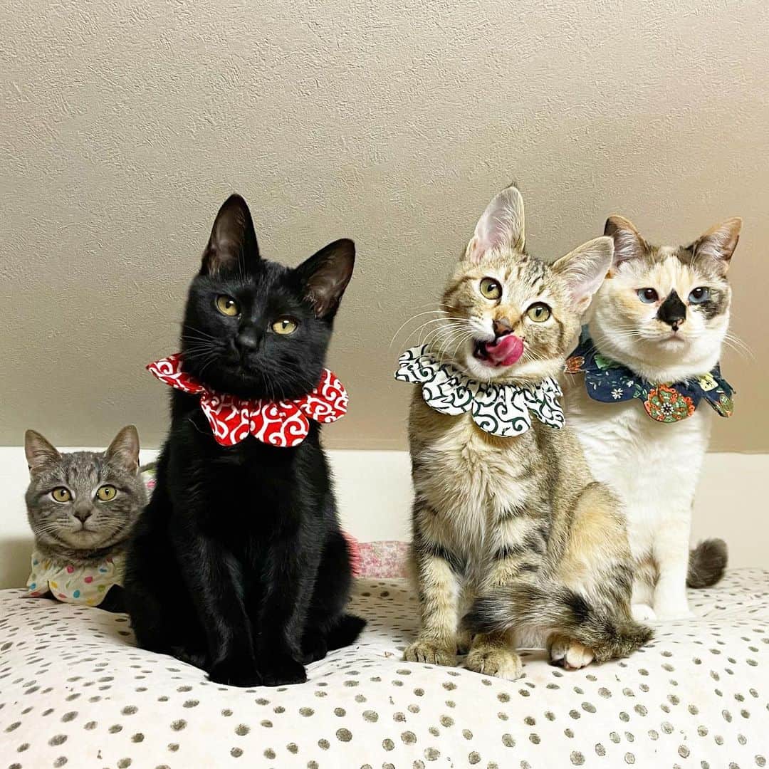 maimocotoのインスタグラム：「微動だにしない #ふわふわのキコ とちっともじっとしてない期の #ピコとチャキ ✨キコはビビリで一人で3階に居る事が多いんだけど、寂しくなるとみんなを呼ぶの。私が行くとみんなついてきて、キコにチューするから、ゴロゴロ嬉しくなっちゃうみたい💙可愛くてたまらないわ😭 ＊ ＊ この4人、東京、山梨、栃木で保護されて同じ時期に我が家にいるなんて運命的だね♪ ＊ ＊ 『ピコチャキちゃんみたいに、走り回ってみたいけど、キコ、人間が怖いの🙀』 ＊ ＊ #ゆっくりお家猫になろうね❤︎ #キコはくねくねしっぽ #ピコチャキは来週お届けです」