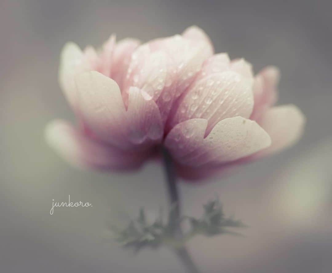 花の写真館のインスタグラム：「Photo by @junkoro0529.⠀ https://instagram.com/junkoro0529/⠀ .⠀ Original Post[投稿いただいたURL]⠀ https://www.instagram.com/p/B-bmy00gFLE/⠀ .⠀ 本アカウントは、 #私の花の写真 をつけてInstagramに投稿された皆さまの花の写真や、「花の写真館」Facebookページで投稿された花の写真を紹介します。⠀ 「花の写真館」Facebookページは、「 @floral.photograph 」のプロフィールにあるURLからご覧ください。⠀ .⠀ ※各自、政府、自治体など公的機関の指示に従った行動をお願いします。⠀⠀ 東京カメラ部および分室では、写真を「見る楽しみ」を提供することを通して、微力ながら皆様にわずかな時間でも癒しをお届けしたいと思っております。⠀ ※本アカウントは東京カメラ部がFacebook、Instagramのサービスを利用して運営しているもので、Facebook社・Instagramとは一切関係ありません。⠀ .⠀ #花の写真館 #floralphotograph #floralphoto #flower #flowers⠀ Follow: @floral.photograph」