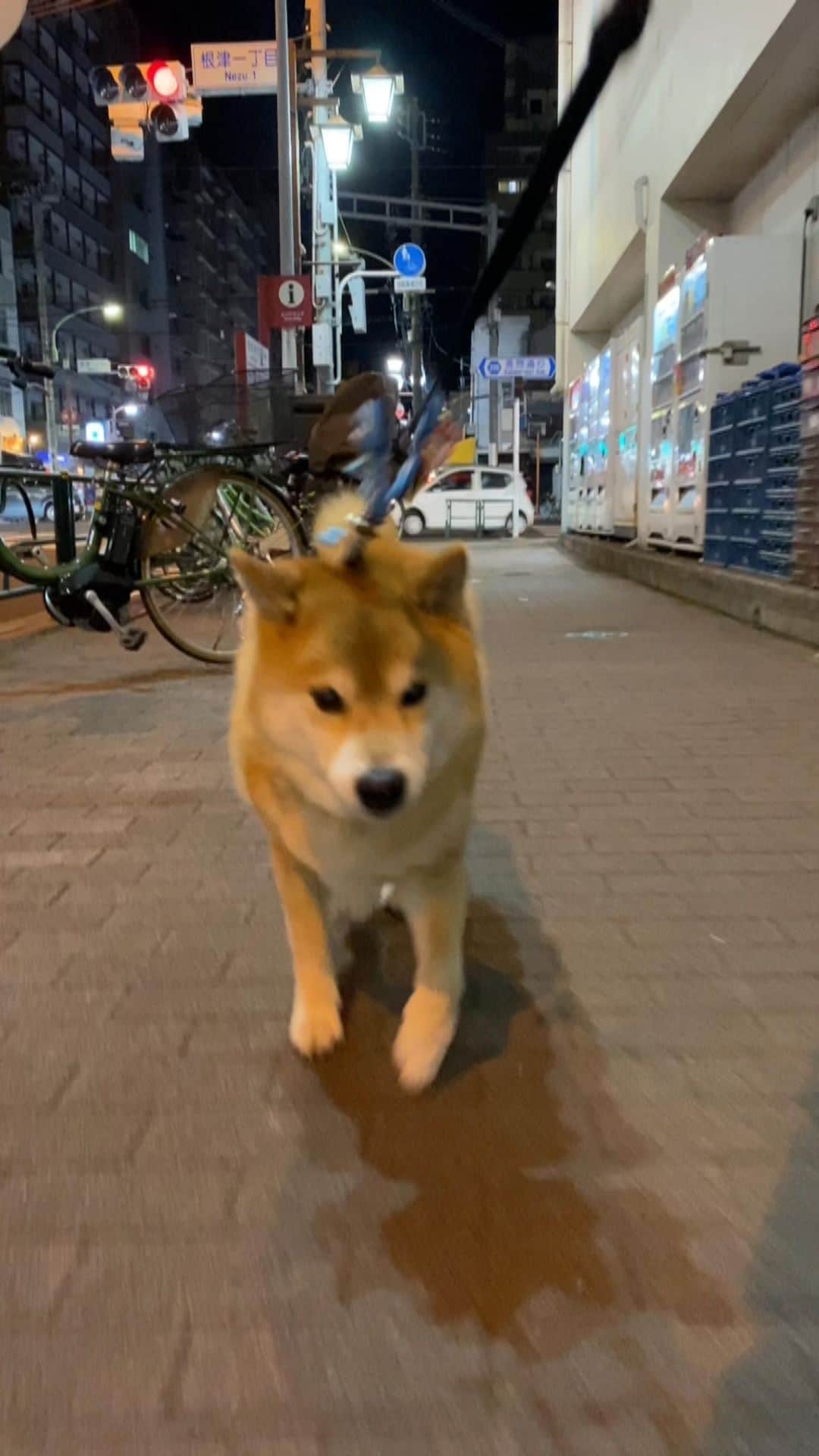 のインスタグラム：「すみませーん、お肉300gくださーい #違うか🥴 #お肉も取り扱い始めたらいいのに #初めてのお使い風  @gallerymarusan  @marutaro_onlineshop」