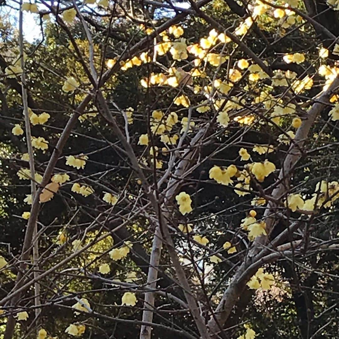 福田葉子さんのインスタグラム写真 - (福田葉子Instagram)「雲ひとつないお天気。Sunny day! 井の頭公園にロウバイが咲いたと聞いて散歩がてら。蝋梅と書いてロウバイ、梅かと思いきや薔薇の一種らしい…香りがとてもいいお花です。どこに咲いてるかわからなくて夫とオリエンテーリングかってくらい探しまわりました。 池の北西、藤棚のそばの雑木林に黄色い一群が。地味だけど春を招くお花みたいです。見つけられてよかった。 #park #flowers #walking #weekend #sunny  #井の頭公園　#吉祥寺　#週末 #ロウバイ　#蝋梅　#お花　#咲いた　#探せ」1月30日 19時52分 - yoyoyokoko