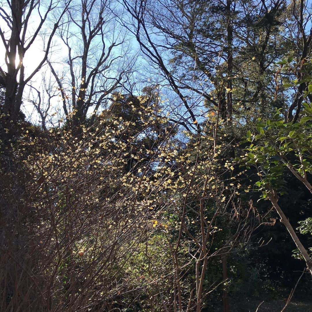 福田葉子さんのインスタグラム写真 - (福田葉子Instagram)「雲ひとつないお天気。Sunny day! 井の頭公園にロウバイが咲いたと聞いて散歩がてら。蝋梅と書いてロウバイ、梅かと思いきや薔薇の一種らしい…香りがとてもいいお花です。どこに咲いてるかわからなくて夫とオリエンテーリングかってくらい探しまわりました。 池の北西、藤棚のそばの雑木林に黄色い一群が。地味だけど春を招くお花みたいです。見つけられてよかった。 #park #flowers #walking #weekend #sunny  #井の頭公園　#吉祥寺　#週末 #ロウバイ　#蝋梅　#お花　#咲いた　#探せ」1月30日 19時52分 - yoyoyokoko