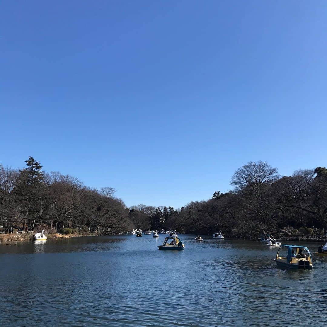 福田葉子のインスタグラム：「雲ひとつないお天気。Sunny day! 井の頭公園にロウバイが咲いたと聞いて散歩がてら。蝋梅と書いてロウバイ、梅かと思いきや薔薇の一種らしい…香りがとてもいいお花です。どこに咲いてるかわからなくて夫とオリエンテーリングかってくらい探しまわりました。 池の北西、藤棚のそばの雑木林に黄色い一群が。地味だけど春を招くお花みたいです。見つけられてよかった。 #park #flowers #walking #weekend #sunny  #井の頭公園　#吉祥寺　#週末 #ロウバイ　#蝋梅　#お花　#咲いた　#探せ」