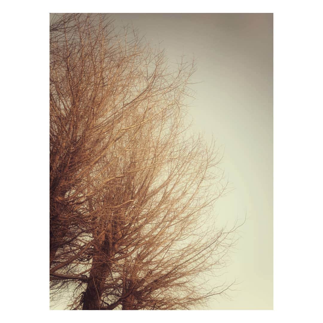 花村怜美のインスタグラム：「#木 #枯れ木 #自然 #冬 #景色 #風景 #leaflesstree #tree #nature #monochrome #winter #japan」