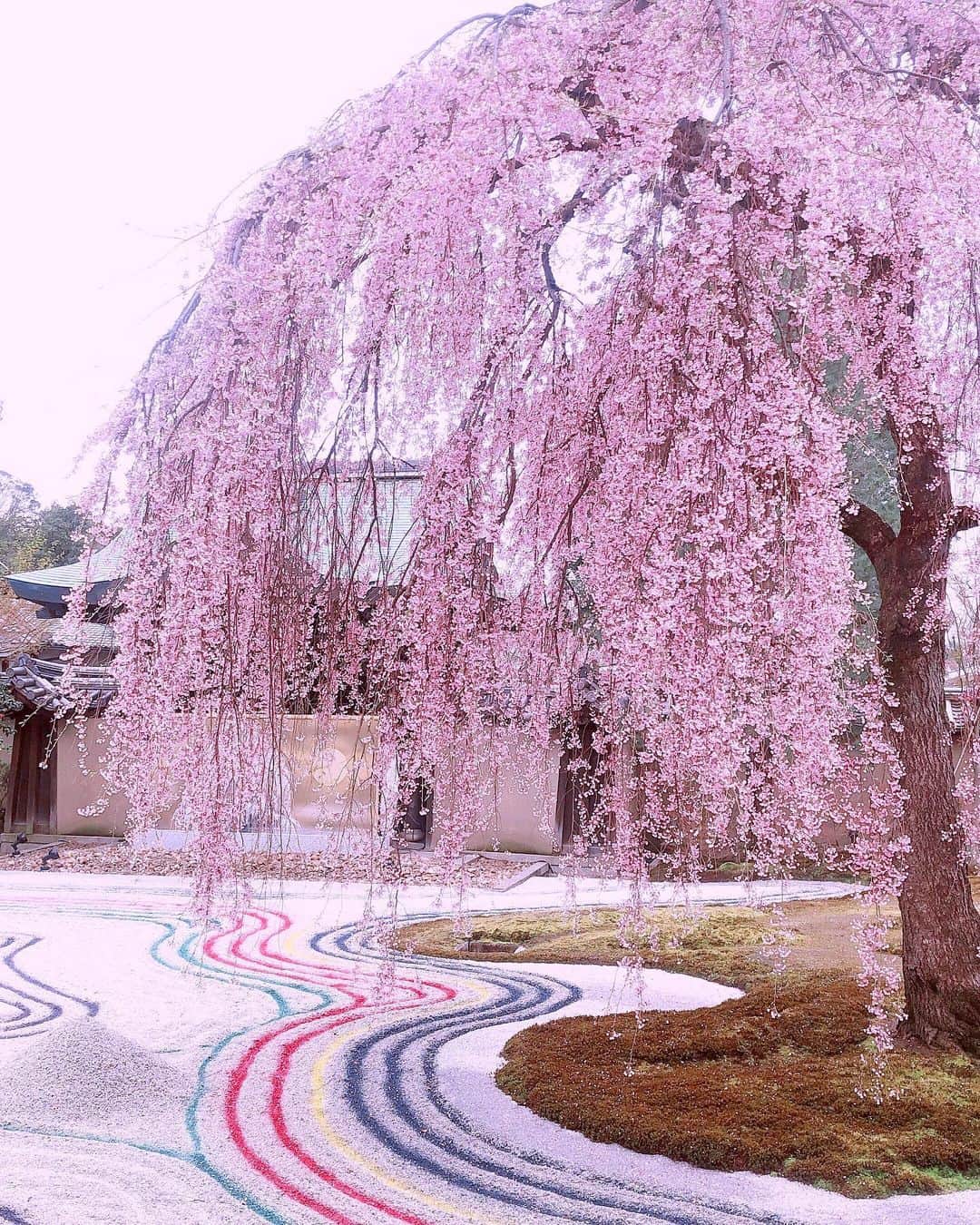 野田あず沙のインスタグラム：「sakura🌸﻿ ﻿ ﻿ ﻿ 去年の。﻿ もう少し耐えて、﻿ 今年は大好きな人たちと観れますように☺︎﻿ ﻿ ﻿ ﻿ ﻿ ﻿ ﻿ ﻿ #高台寺 #枝垂れ桜 #枯山水 #庭園 #京都﻿ #kyoto #sakura #cherryblossom #japan」