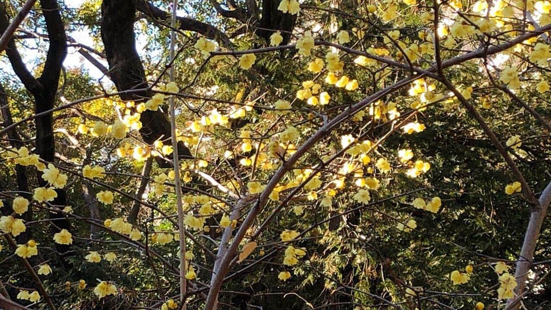 福田葉子さんのインスタグラム写真 - (福田葉子Instagram)「いちばんよく撮れたロウバイ、蝋梅。小さくて撮影しにくい花なのですがとてもいい香り。桜の前の梅の良さがしみじみ感じられるようになったのは、やはり年なんですかねえ…。 #お花　#ロウバイ　#蝋梅　#井の頭公園　#flowers #robai #park #spring」1月30日 20時06分 - yoyoyokoko
