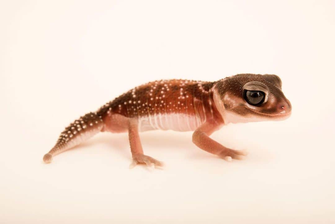 Joel Sartoreさんのインスタグラム写真 - (Joel SartoreInstagram)「An Australia native, the smooth knob-tailed gecko is more cold tolerant than other gecko species in the region, able to survive lower temperatures for extended periods of time. As a nocturnal hunter, this cold tolerance is advantageous, as it allows the gecko to move faster than its prey, which are species that slow considerably in the cold. However, even this gecko has its limits, and should temperatures drop significantly, it will forgo hunting in favor of taking shelter in a burrow. #gecko #knobtailed #smooth #Australia #bigeyes #smiling #nocturnal #cute #PhotoArk #savetogether」1月30日 20時22分 - joelsartore