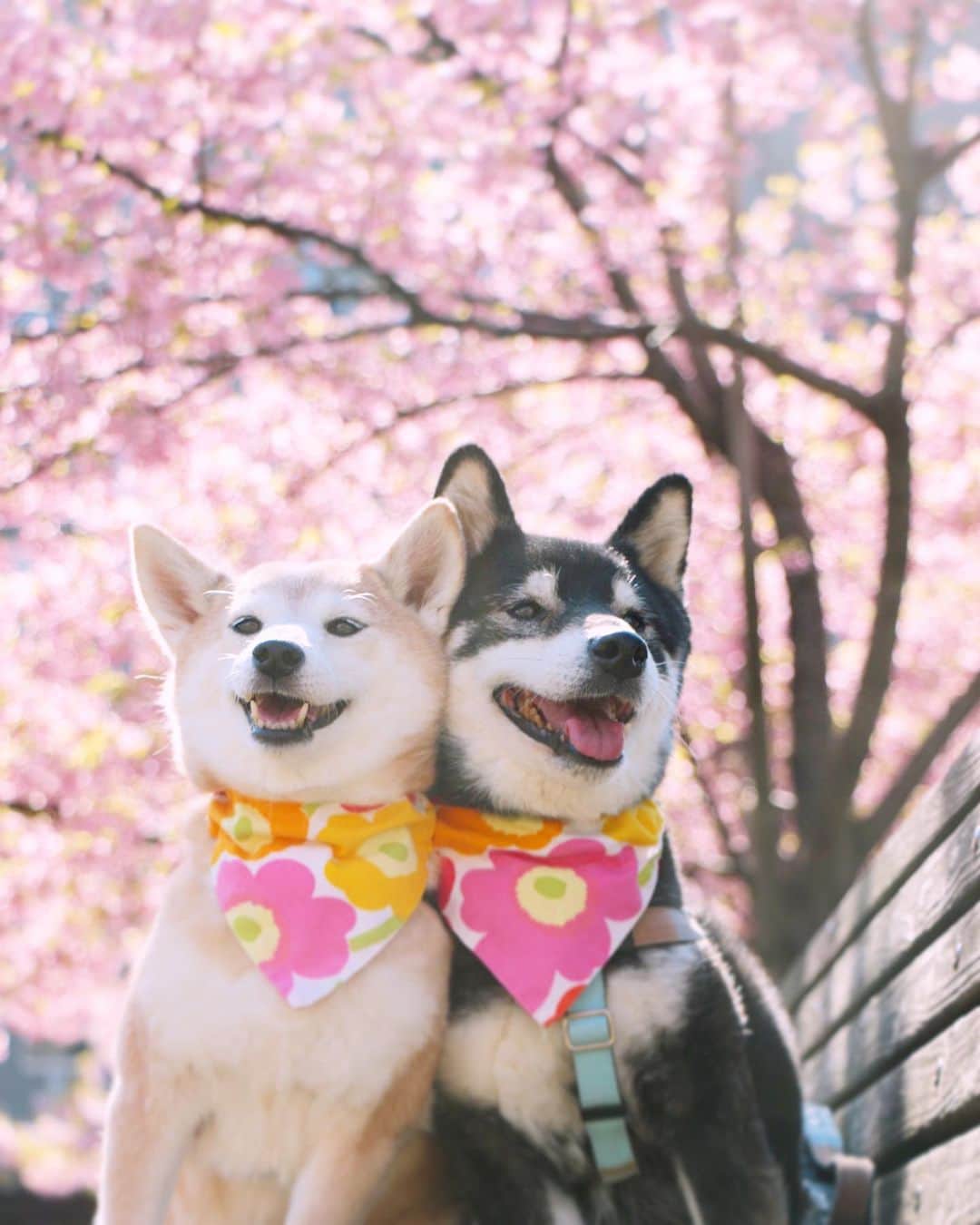 柴犬 けんしろう ゆりあのインスタグラム：「🐶🌸🐶  今朝、けんちゃんが10分かけても 1/3しかごはんを食べなかったので (違うごはんに変えたら食べました〜) 残り2/3をゆりあにあげたら 「なにこれ！あたちのとぜんぜん違うじゃん！」 って30秒で完食🤣  こんな調子でおこぼれをもらってるから ゆりぃ最近くびれ見当たらないよね😎 . . 【チャリカレと一緒】 あるくちゃん @arukutaaan と モモちゃん @shibamomo_gram と ジョンくん @john.eveki を ストーリーズでご紹介させていただきました♡ . . Location:Chiba(2019年撮影)」