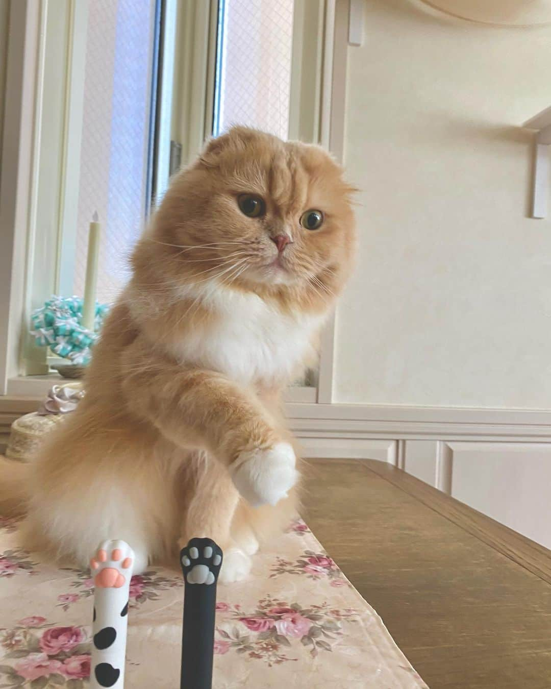 ベルさんのインスタグラム写真 - (ベルInstagram)「. Shake hands  すずも握手するにゃ💞  #Shakehands #握手ねこ  @catiss.jp  #catiss #ねこの手リップクリーム #肉球 #猫グッズ  @animalabo_official #まんまる @petokoto #petokotoインスタモデル #にゃんグラム #PETEMO @nyanga_jo  #愛ネコとのおうち時間  #猫カレンダー2022参加したい #ねこのきもち #らぶにゃんるうむ #catstagram_japan #bestcatsclub#bestcataward  #cats_of_instagram #catsofinstagram #club_of_cats #9gagcute #igerscat #instagqrammable #catporn #fashionkilla #myworldinonepicture  #スコティッシュフォールドのすずちゃん  NAME : Bell  ベル Breed : minuet  ミヌエット 🎂 : 2016.5.15  4歳 ・ NAME : Suzu すずちゃん Breed : Scottish fold スコティッシュフォールド 🎂 : 2018.3.21 2歳 . NAME : Lindor リンドール Breed : Teacup poodle ティーカッププードル 🎂 : 2019.7.18 〜2020.9.14🌈」1月30日 20時25分 - ricorico_rico