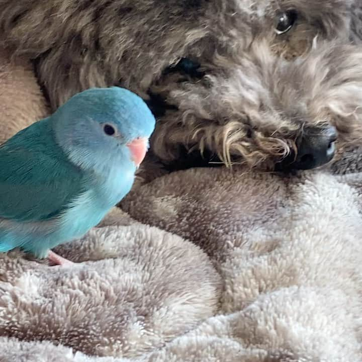 minminのインスタグラム：「微妙な距離感…🦜🐶 まだ名前決まりません😂💦  #鳥#インコ#小鳥#犬#愛犬#トイプードル#いぬすたぐらむ#いぬのいる暮らし#爺ワンズ#動物好きな人と繋がりたい#インコスタグラム#インコのいる暮らし#マメルリハ#マメルリハインコ」