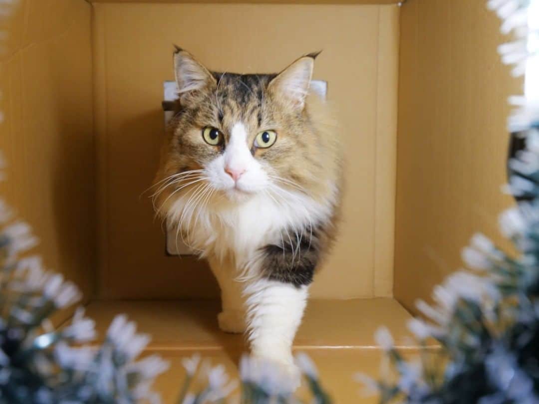 パステルキャットワールドさんのインスタグラム写真 - (パステルキャットワールドInstagram)「YouTube動画「クリスマスリーストンネルを楽しそうにくぐり抜ける猫たち。ネコ吉サンタの登場にボス吉ビックリ」より #猫 #cat #cats #catstagram #catlife #bosscat #bosskichi #pastelcatworld #ねこ #ボス吉 #クリスマス #猫クリスマス」1月30日 20時36分 - pastelcatworld