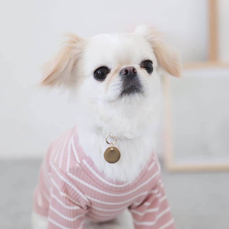 juntowaさんのインスタグラム写真 - (juntowaInstagram)「@moncheri.dog さんの お洋服モデルしてきた時の写真がHPにUPされていましたー！ 良かったらチェックしてみて下さい🥰 可愛いお洋服がいっぱいだよ！  #親バカ#モデル犬#モンシェリ」1月30日 20時37分 - juntowa