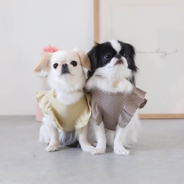 juntowaさんのインスタグラム写真 - (juntowaInstagram)「@moncheri.dog さんの お洋服モデルしてきた時の写真がHPにUPされていましたー！ 良かったらチェックしてみて下さい🥰 可愛いお洋服がいっぱいだよ！  #親バカ#モデル犬#モンシェリ」1月30日 20時37分 - juntowa